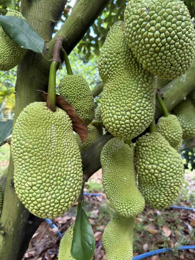 榴莲蜜大丁红，农场直供物美价廉，香甜可口！