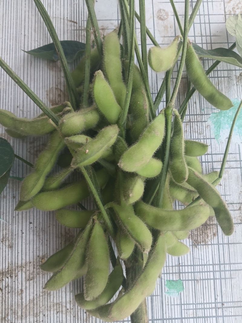 翠宝绿毛豆