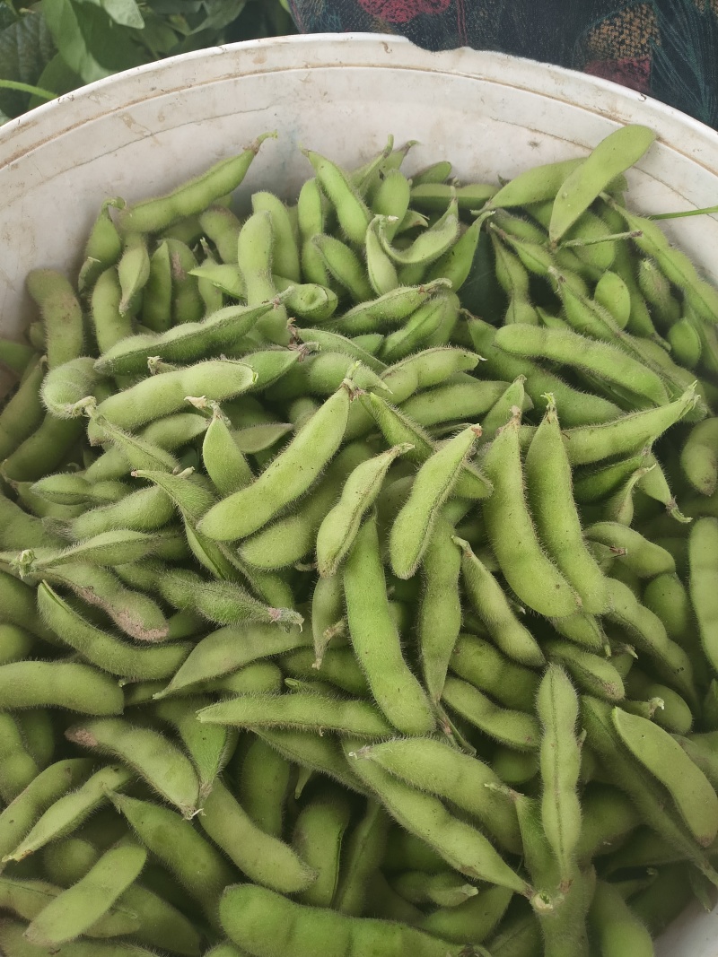 翠宝绿毛豆