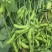 翠宝绿毛豆