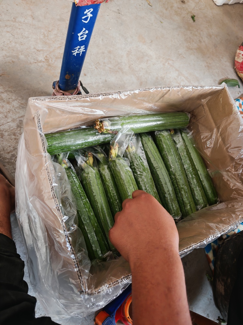 精品套膜油皮丝瓜，肉丝瓜，短丝瓜