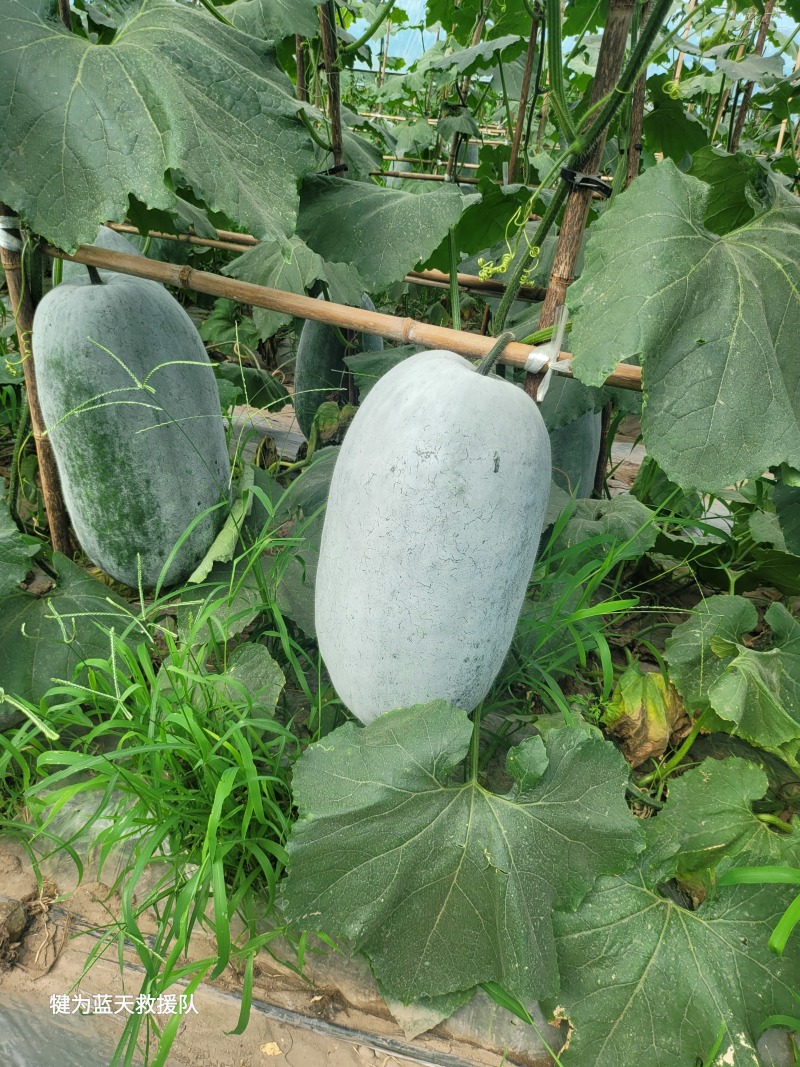 白冬瓜