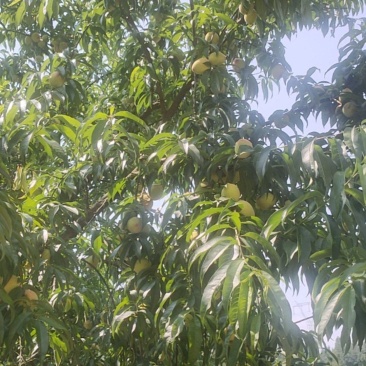 结桃