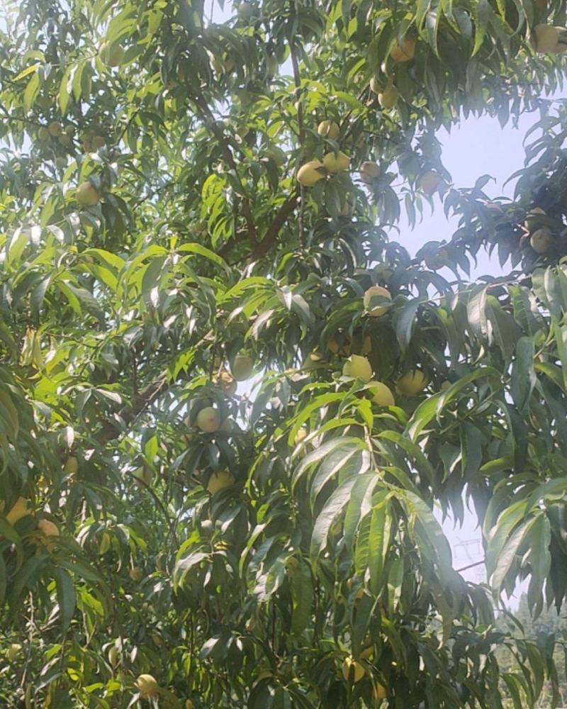 结桃