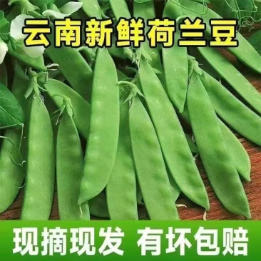 云南精品荷兰豆原头批发，代办发货等。