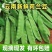 云南精品荷兰豆原头批发，代办发货等。