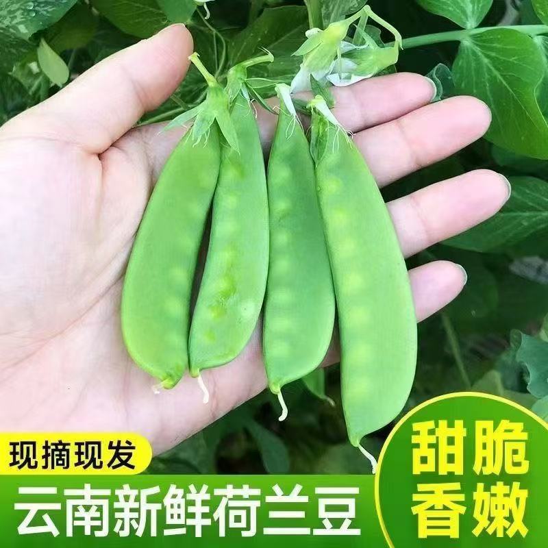 云南精品荷兰豆原头批发，代办发货等。