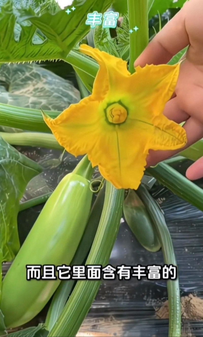 云南精品西葫芦原头产地直发，代办。