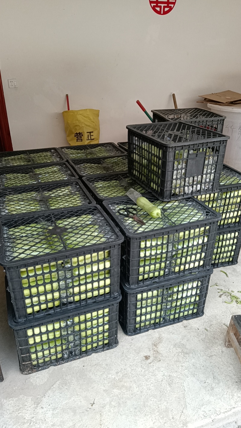 白玉丝瓜