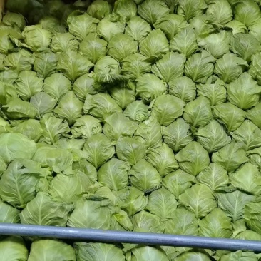 橄榄菜