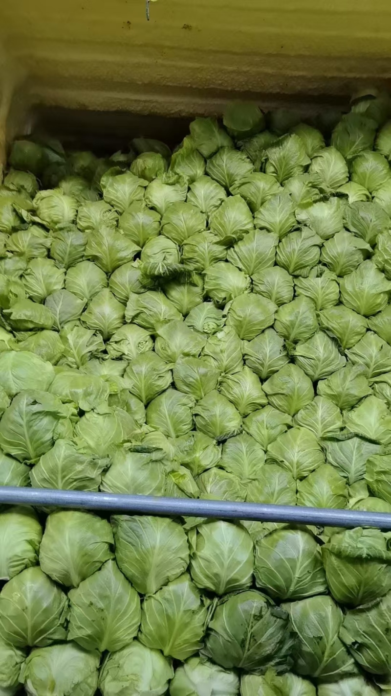 橄榄菜