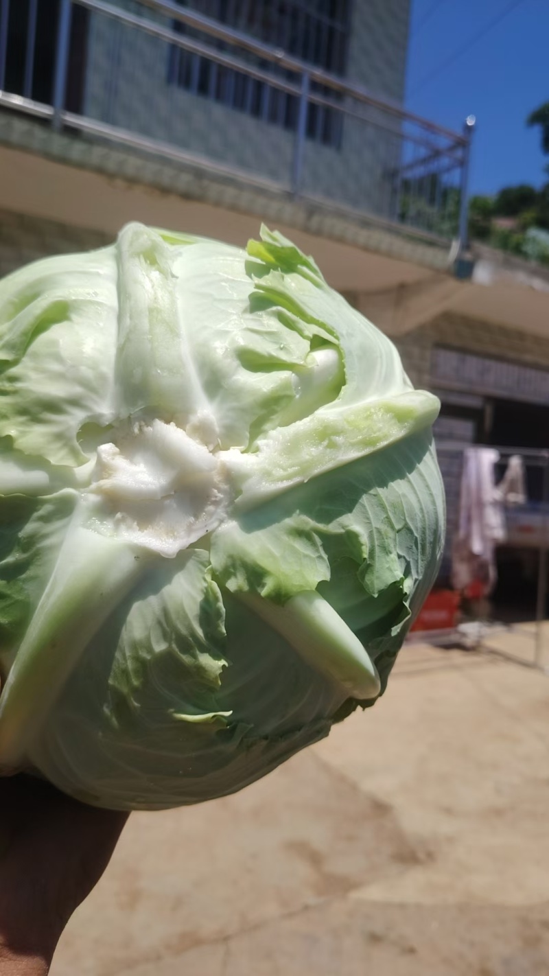 奥奇娜甘蓝