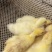 三花鹅苗脱温鹅苗种鹅鹅苗生长快效益佳源头直供专业繁育放心鹅苗