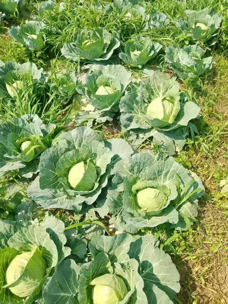 圆包菜