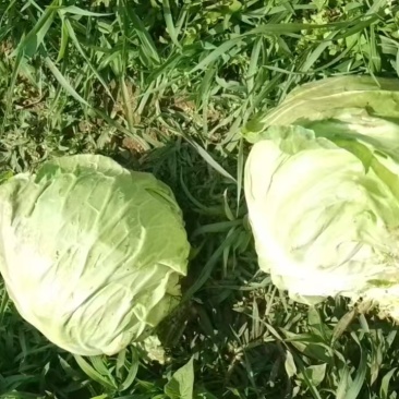 圆包菜