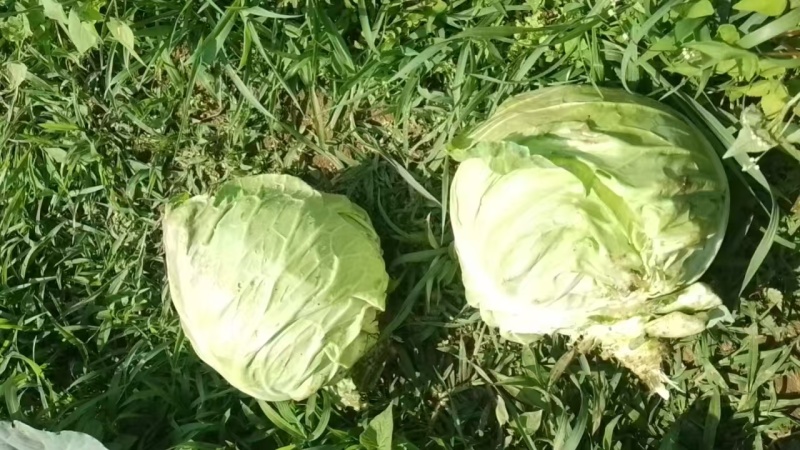 圆包菜
