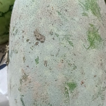 东瓜