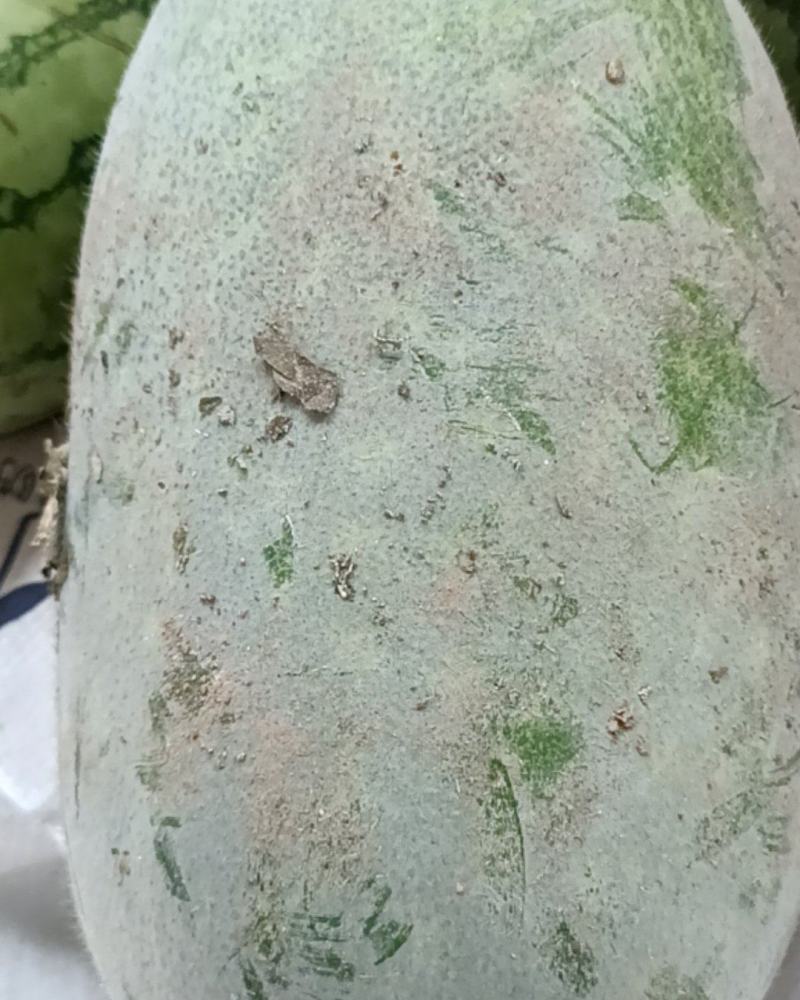 东瓜
