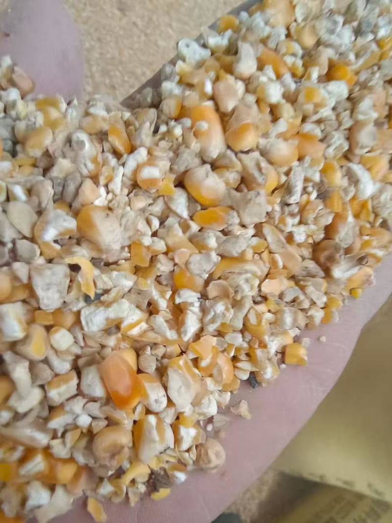 碎玉米净粮东北玉米黄玉米过风上车九个粮碎玉米