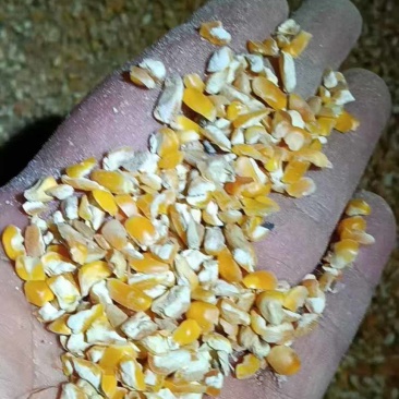 碎玉米净粮东北玉米黄玉米过风上车九个粮碎玉米