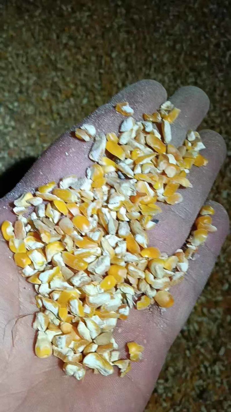碎玉米净粮东北玉米黄玉米过风上车九个粮碎玉米
