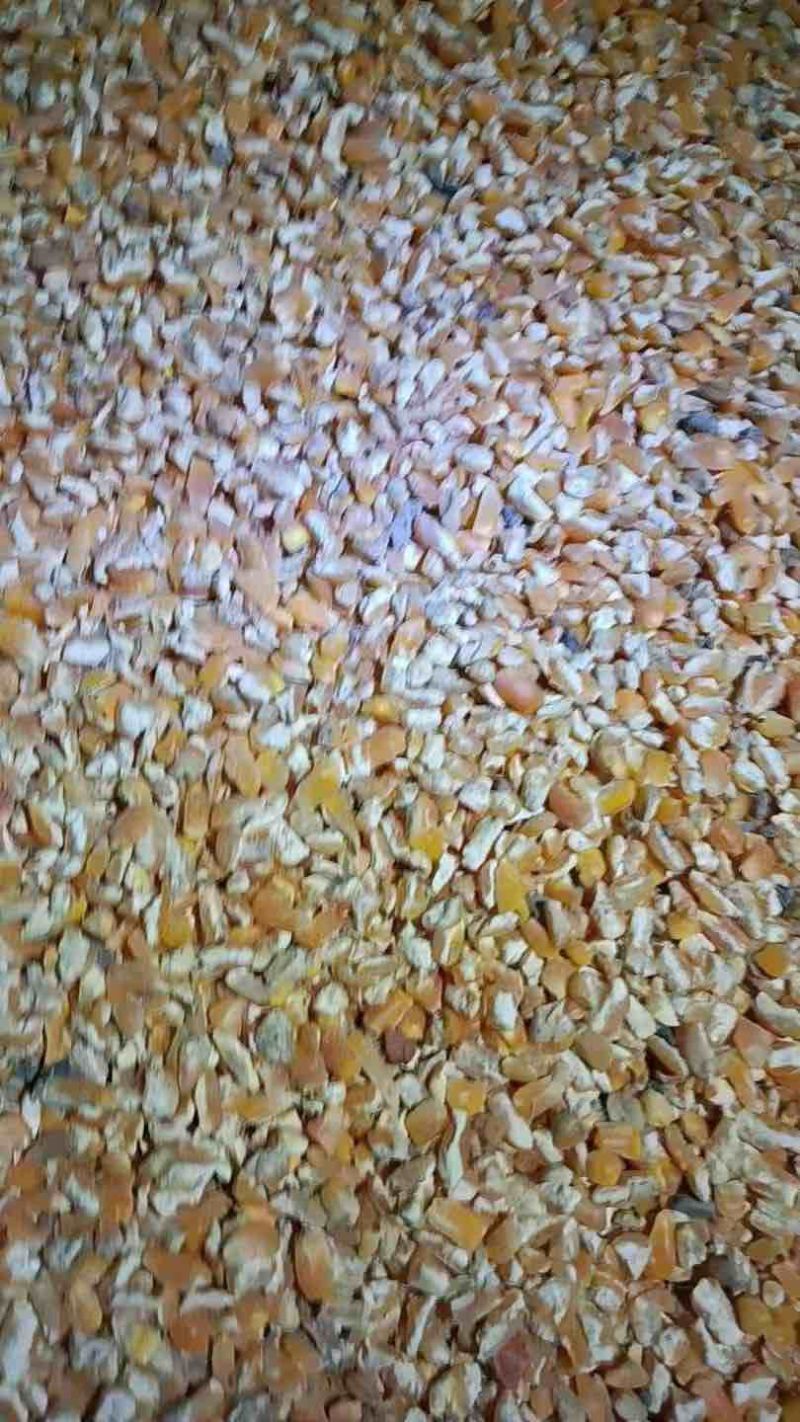 碎玉米净粮东北玉米黄玉米过风上车九个粮碎玉米