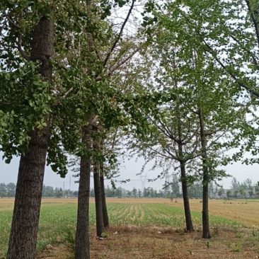 银杏树