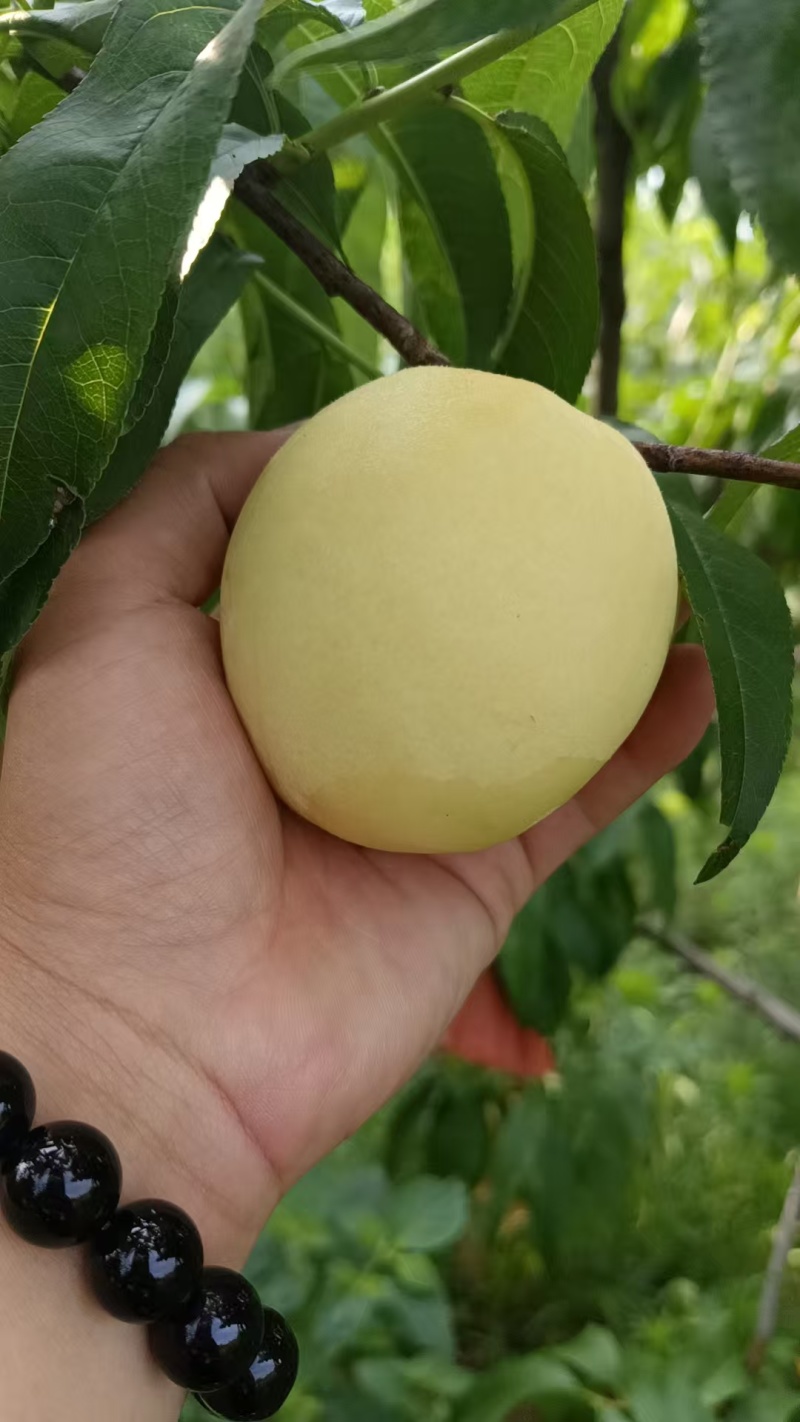 新县高质量黄桃，水多，味道鲜美
