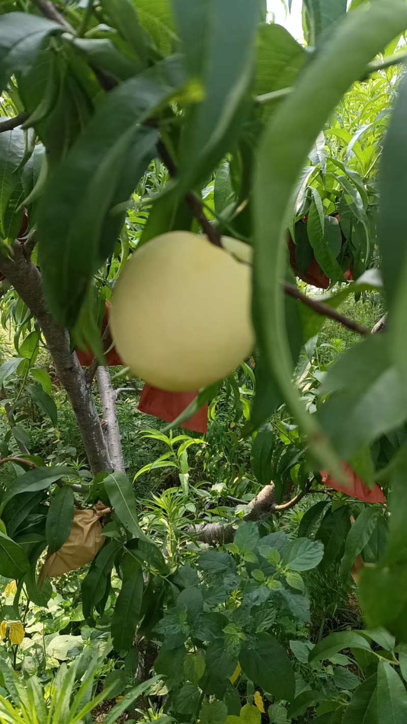 新县高质量黄桃，水多，味道鲜美