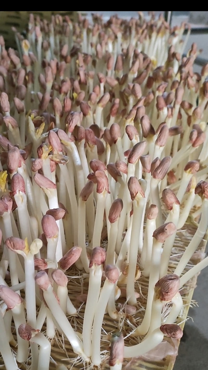 精品花生芽菜、水培花生芽菜、无污染、只卖周边市、区