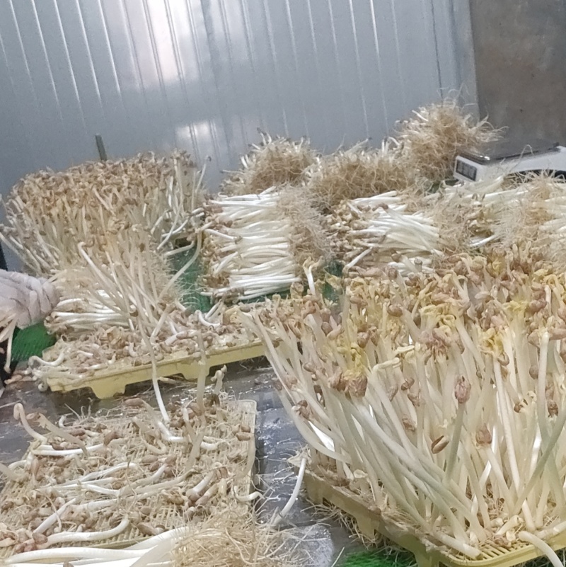 精品花生芽菜、水培花生芽菜、无污染、只卖周边市、区