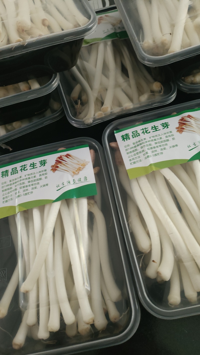 精品花生芽菜、水培花生芽菜、无污染、只卖周边市、区