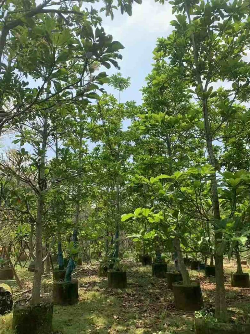 大叶杜英8-15公分源头基地直销规格齐全欢迎来电咨询一下
