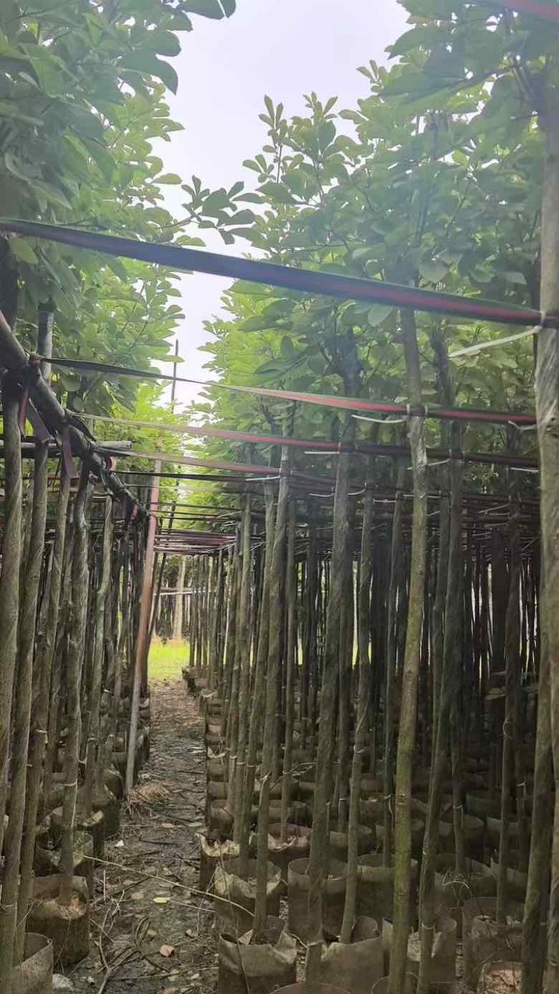 黄花风铃木3-15公分源头基地直销规格齐全质量保障