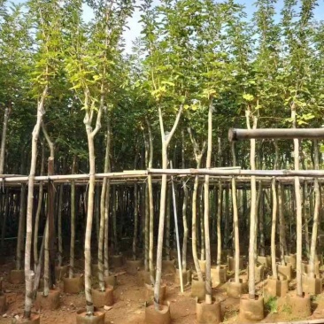 黄花风铃木3-15公分源头基地直销规格齐全质量保障