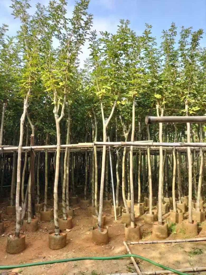 黄花风铃木3-15公分源头基地直销规格齐全质量保障