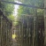 黄花风铃木3-15公分源头基地直销规格齐全质量保障