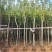 黄花风铃木3-15公分源头基地直销规格齐全质量保障