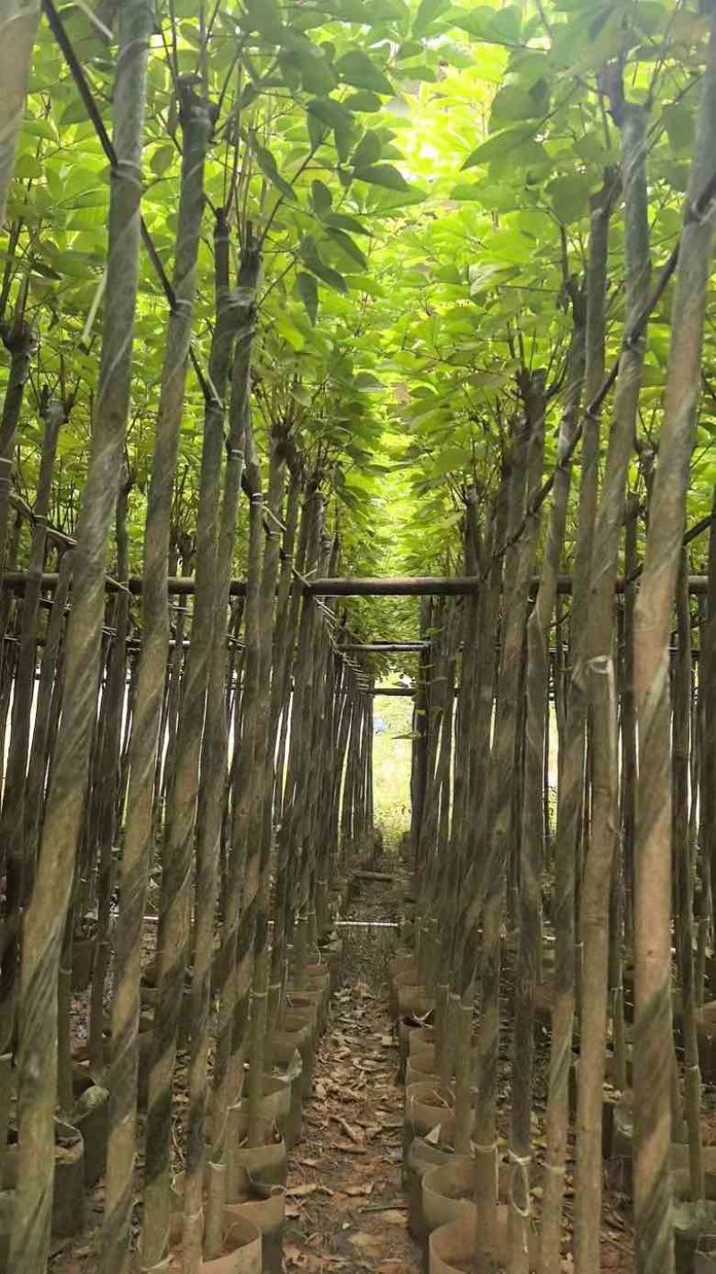 黄花风铃木3-15公分源头基地直销规格齐全质量保障