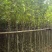黄花风铃木3-15公分源头基地直销规格齐全质量保障