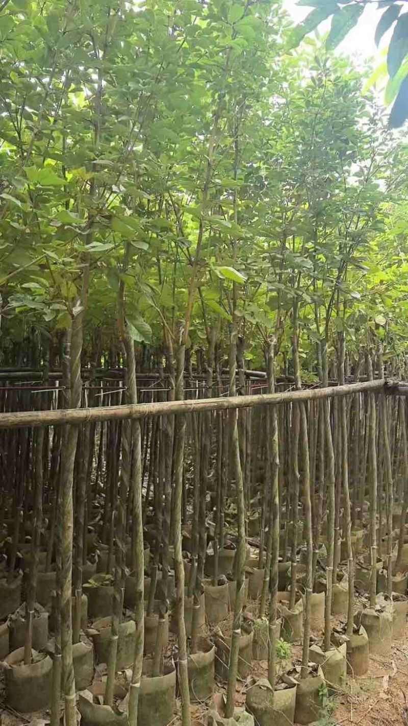 黄花风铃木3-15公分源头基地直销规格齐全质量保障