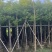 香樟8～15公分源头基地直销规格齐全质量优质