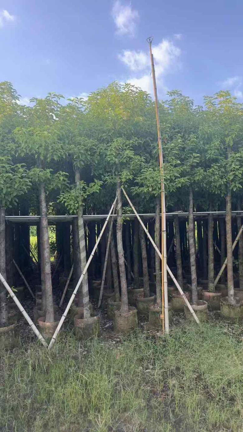 香樟8～15公分源头基地直销规格齐全质量优质