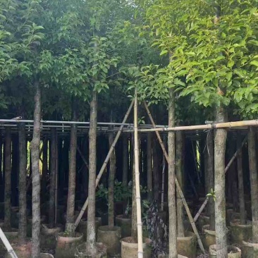 香樟8～15公分源头基地直销规格齐全质量优质