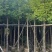 香樟8～15公分源头基地直销规格齐全质量优质