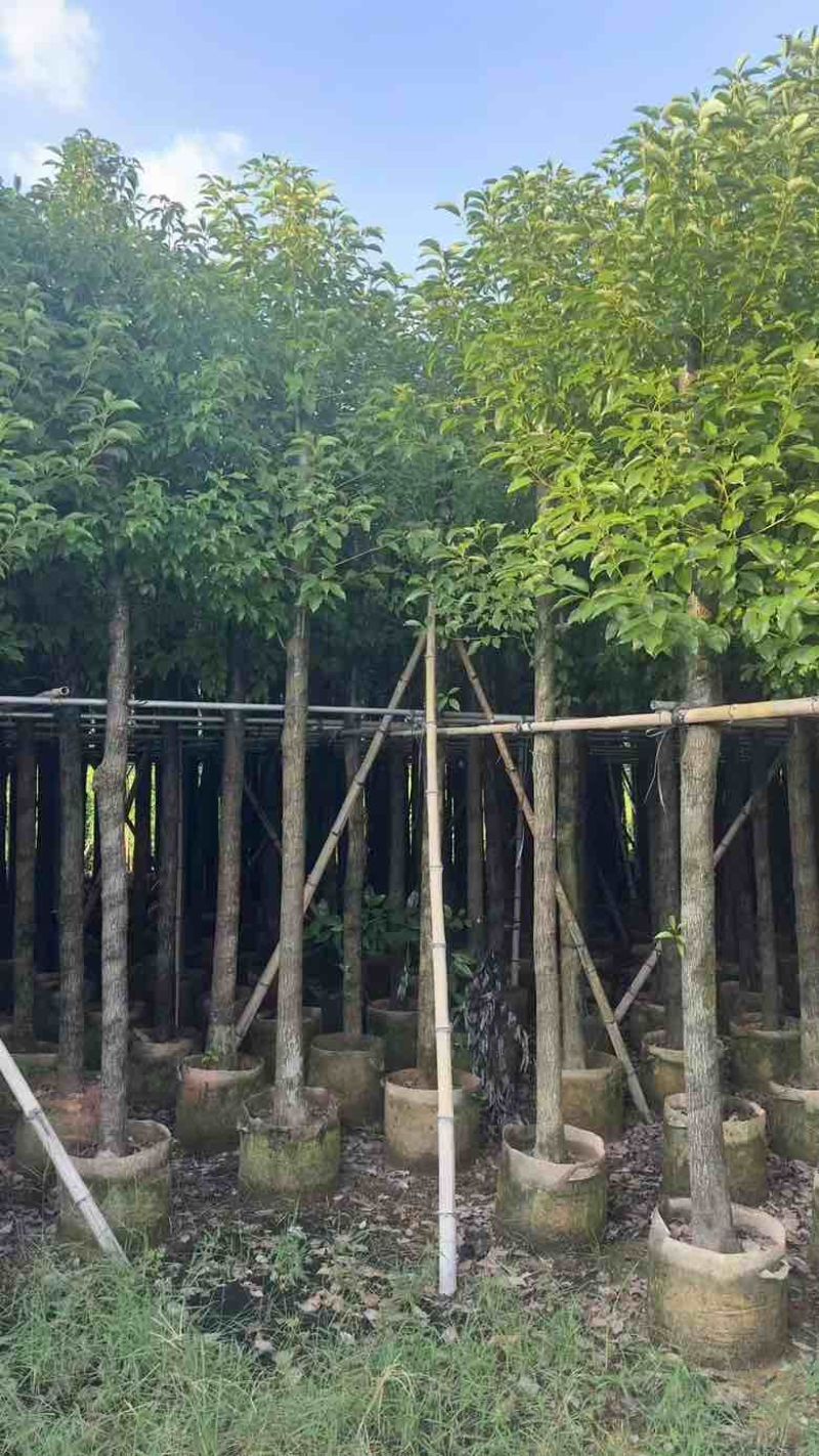 香樟8～15公分源头基地直销规格齐全质量优质