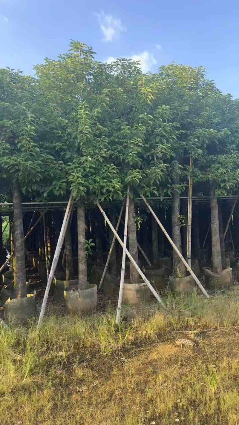 香樟8～15公分源头基地直销规格齐全质量优质