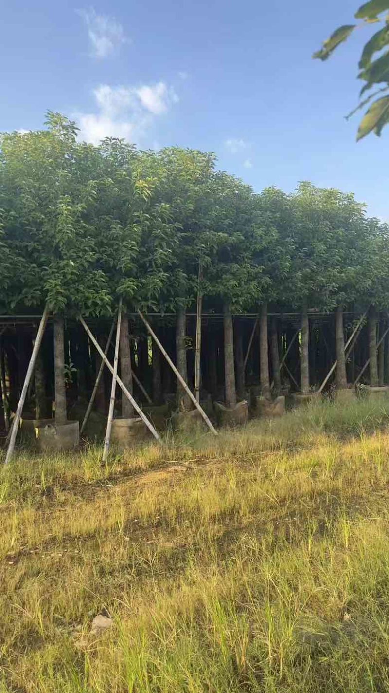 香樟8～15公分源头基地直销规格齐全质量优质