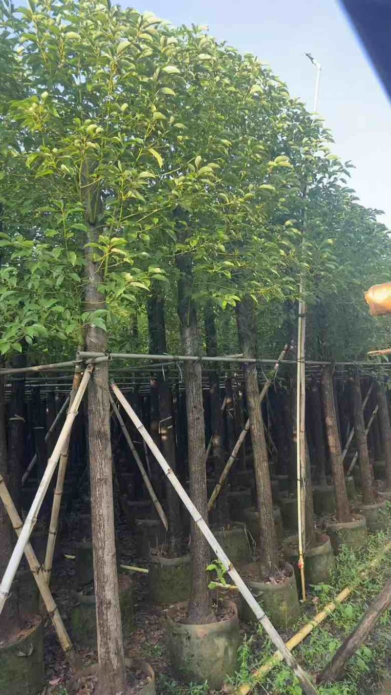 香樟8～15公分源头基地直销规格齐全质量优质