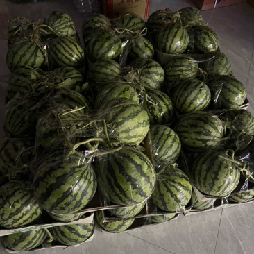 自己家在东西湖种十几亩西瓜